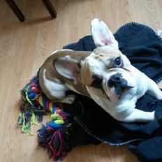 Fransk bulldog Rocco