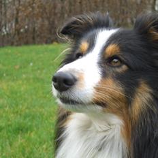Shetland sheepdog Baloo