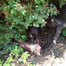 Blanding af racer Grynte