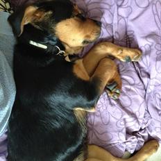 Blanding af racer Mischa