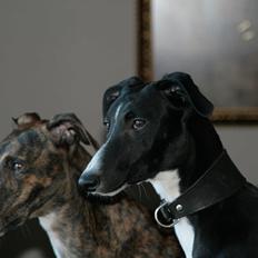 Galgo español Tormenta