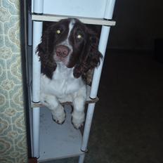 Engelsk springer spaniel Abilds Albert (Asger)