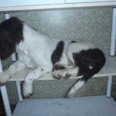 Engelsk springer spaniel Abilds Albert (Asger)