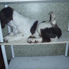 Engelsk springer spaniel Abilds Albert (Asger)