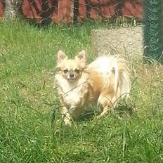 Chihuahua Tilde