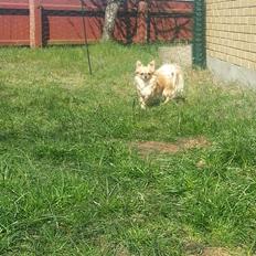 Chihuahua Tilde
