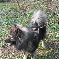 Eurasier DaQeLa's Kas Kas... (Kassi....død 23/3-2020)