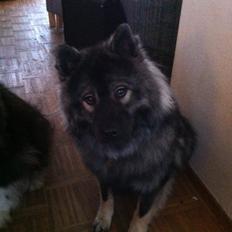 Eurasier DaQeLa's Kas Kas... (Kassi....død 23/3-2020)