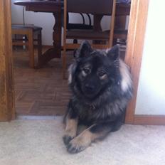 Eurasier DaQeLa's Kas Kas... (Kassi....død 23/3-2020)
