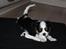 Cavalier king charles spaniel Cassiopeia Cavaliers Great Gatsby "Anton" <3