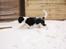 Cavalier king charles spaniel Cassiopeia Cavaliers Great Gatsby "Anton" <3
