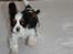 Cavalier king charles spaniel Cassiopeia Cavaliers Great Gatsby "Anton" <3