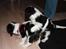Cavalier king charles spaniel Cassiopeia Cavaliers Great Gatsby "Anton" <3 - Besøg af søster Vega :)