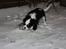 Cavalier king charles spaniel Cassiopeia Cavaliers Great Gatsby "Anton" <3
