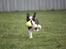 Cavalier king charles spaniel Cassiopeia Cavaliers Great Gatsby "Anton" <3