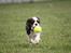 Cavalier king charles spaniel Cassiopeia Cavaliers Great Gatsby "Anton" <3