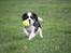 Cavalier king charles spaniel Cassiopeia Cavaliers Great Gatsby "Anton" <3