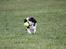 Cavalier king charles spaniel Cassiopeia Cavaliers Great Gatsby "Anton" <3