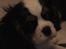 Cavalier king charles spaniel Cassiopeia Cavaliers Great Gatsby "Anton" <3