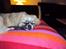 Tibetansk spaniel Gudrun  ("Sarchris Dina"- DKK stambog: