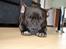 Blanding af racer Al Capone Junior (Capone)