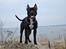 Blanding af racer Al Capone Junior (Capone)