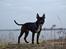 Blanding af racer Al Capone Junior (Capone)