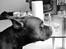 Blanding af racer Al Capone Junior (Capone)