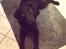 Labrador retriever Mynthe