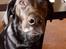 Labrador retriever Mynthe