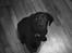 Labrador retriever Mynthe