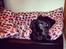 Labrador retriever Mynthe