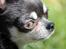 Chihuahua Chihuanas Blueberry Yum Yum - Evee