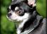 Chihuahua Chihuanas Blueberry Yum Yum - Evee - 12 april 2014