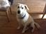 Labrador retriever Taison