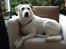 Labrador retriever Taison