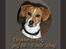 Dansk svensk gaardhund Sørøver Zallie - 14 april 2014