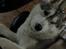 Siberian husky Enzo's Barely legale. I dagligtale kaldt Balto 