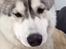 Siberian husky Enzo's Barely legale. I dagligtale kaldt Balto 