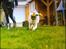 Siberian husky Enzo's Barely legale. I dagligtale kaldt Balto 