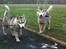 Siberian husky Enzo's Barely legale. I dagligtale kaldt Balto 