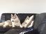 Siberian husky Enzo's Barely legale. I dagligtale kaldt Balto 