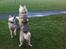 Siberian husky Enzo's Barely legale. I dagligtale kaldt Balto 