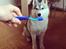 Siberian husky Enzo's Barely legale. I dagligtale kaldt Balto 