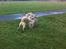 Siberian husky Enzo's Barely legale. I dagligtale kaldt Balto 
