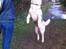 Siberian husky Enzo's Barely legale. I dagligtale kaldt Balto 