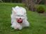Coton de tulear Daisy