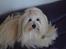 Coton de tulear Daisy