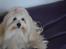 Coton de tulear Daisy