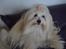 Coton de tulear Daisy